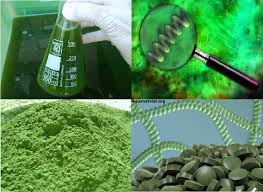 10 lợi ích sức khỏe của tảo xoắn (Spirulina)