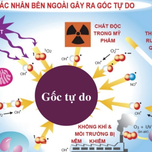 GỐC TỰ DO LÀ GÌ