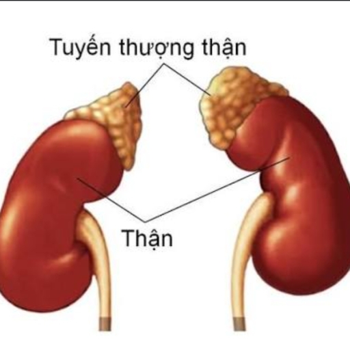 GnAKG với TUYẾN THƯỢNG THẬN 