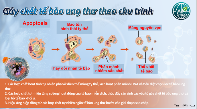 Tác dụng của GnCell với ung thư Tác dụng của GnCell với ung thư