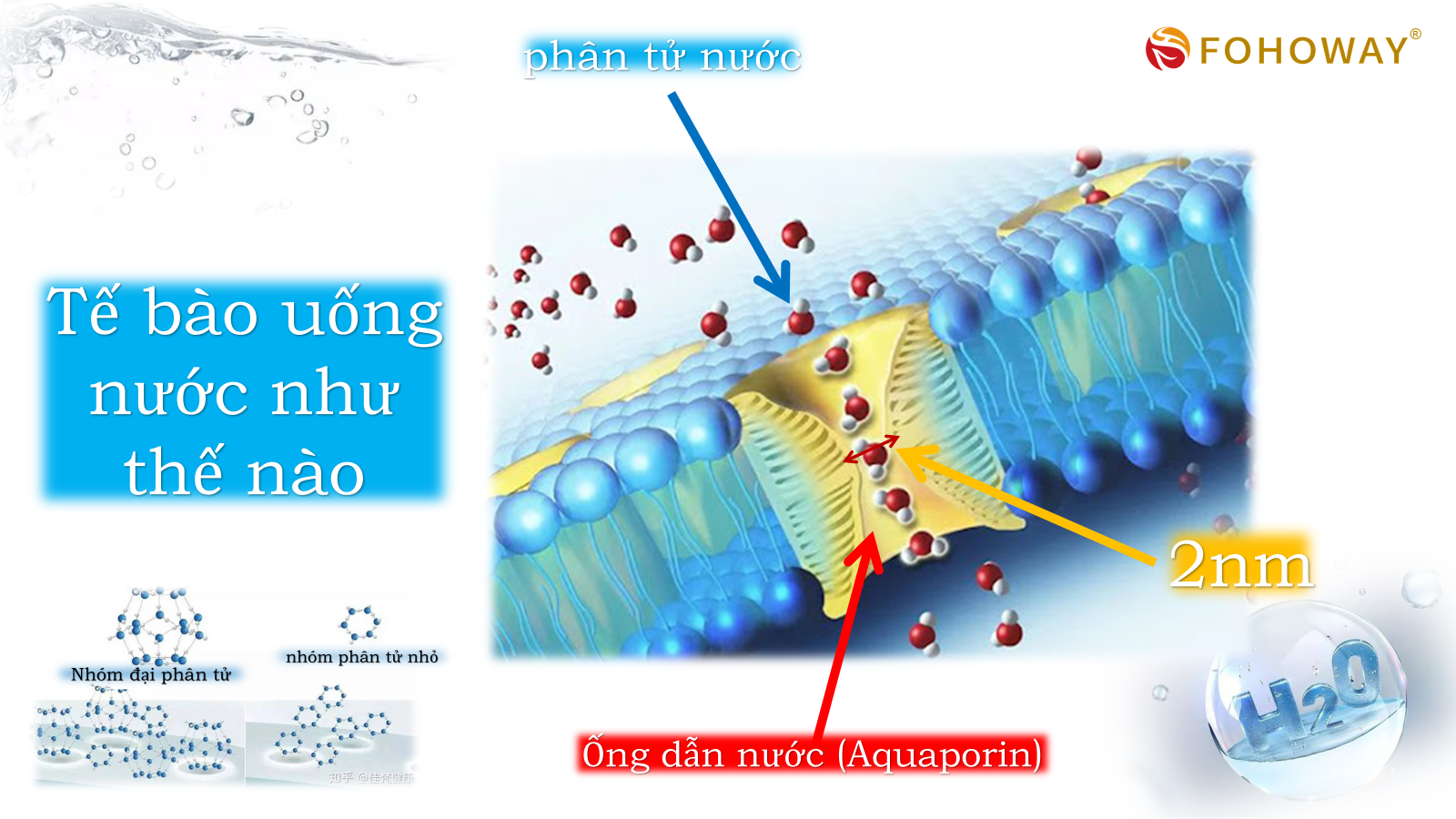 Ca tách nước Siêu phân tử nhỏ 
